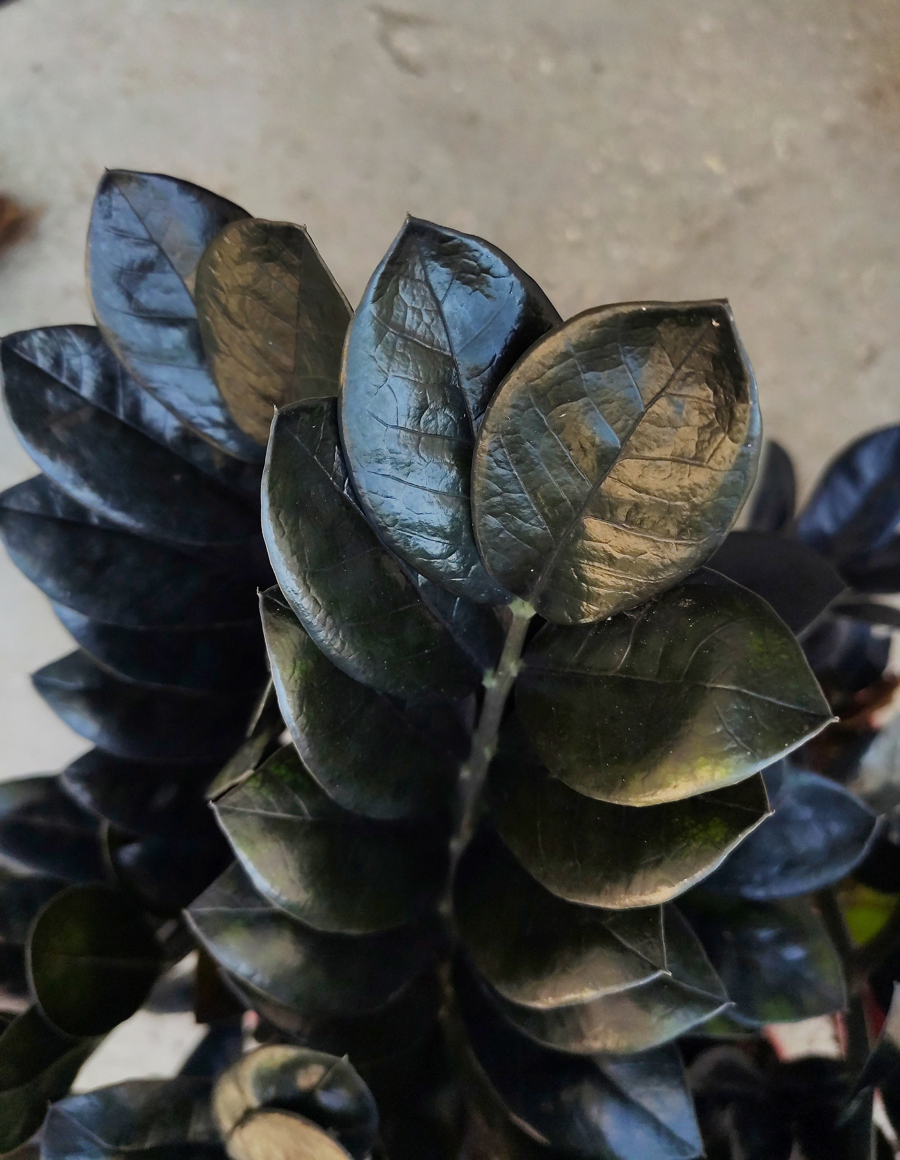 Zamioculcas zamiifolia: Pflegetipps fr eine stilvolle Pflanze  Monjungle