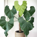 Anthurium Balaloanum monjungle