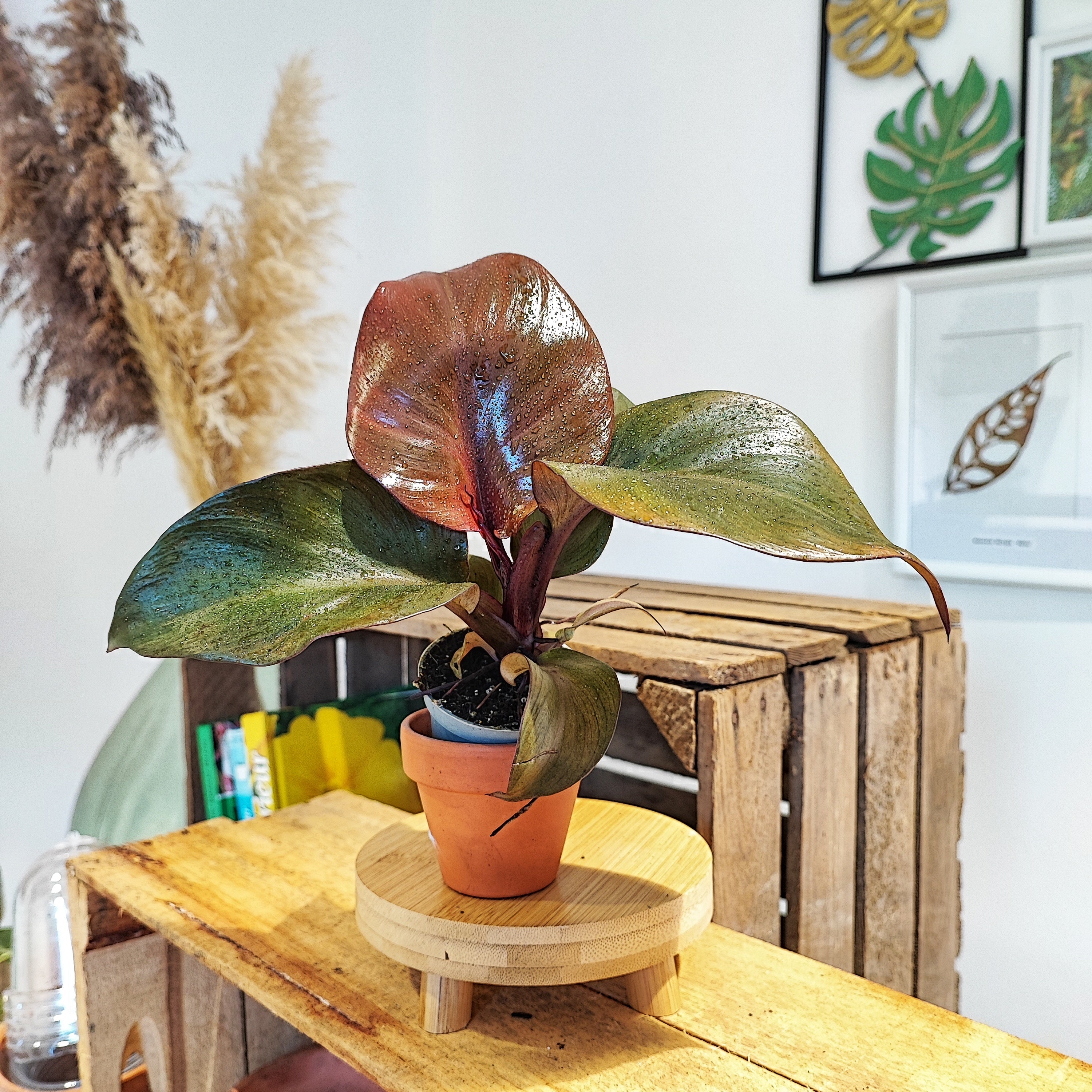 Bouture de Calathea Dottie (pas un calathea rosey) plante d'intérieur –  monjungle