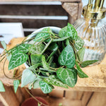 Ceropegia Linearis IRIS monjungle