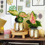 Lot de deux aglaonema, Aglaonema Red Dragon et Aglaonema Cherry Baby monjungle