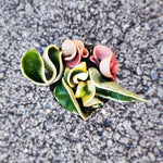 HINDU ROPE VARIEGATED monjungle