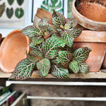 Fittonia Plante Nerf MOSAIC monjungle