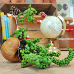 Rare plante exotique de Dragon Jade- Dischidia Nummularia 'Pangolin Kisses' sur coquillage naturelle monjungle