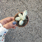 Euphorbia Mammillaris Variegata monjungle