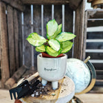 Hoya Heuschkeliana monjungle