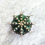 Gymnocalycium Japan T-Rex Hybrid monjungle