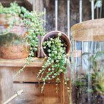 String of Perles Variegated, collier perles variegated, plante grasse panachée monjungle