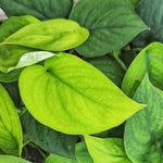 Scindapsus Jade Satin monjungle