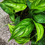 Scindapsus Officinalis – Plante Rare et Exotique | Plante d’Intérieur monjungle