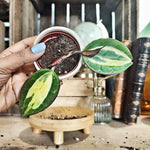 Macrophylla POT OF GOLD monjungle