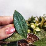 Hoya rundumentis, bouture enracinée en terre monjungle