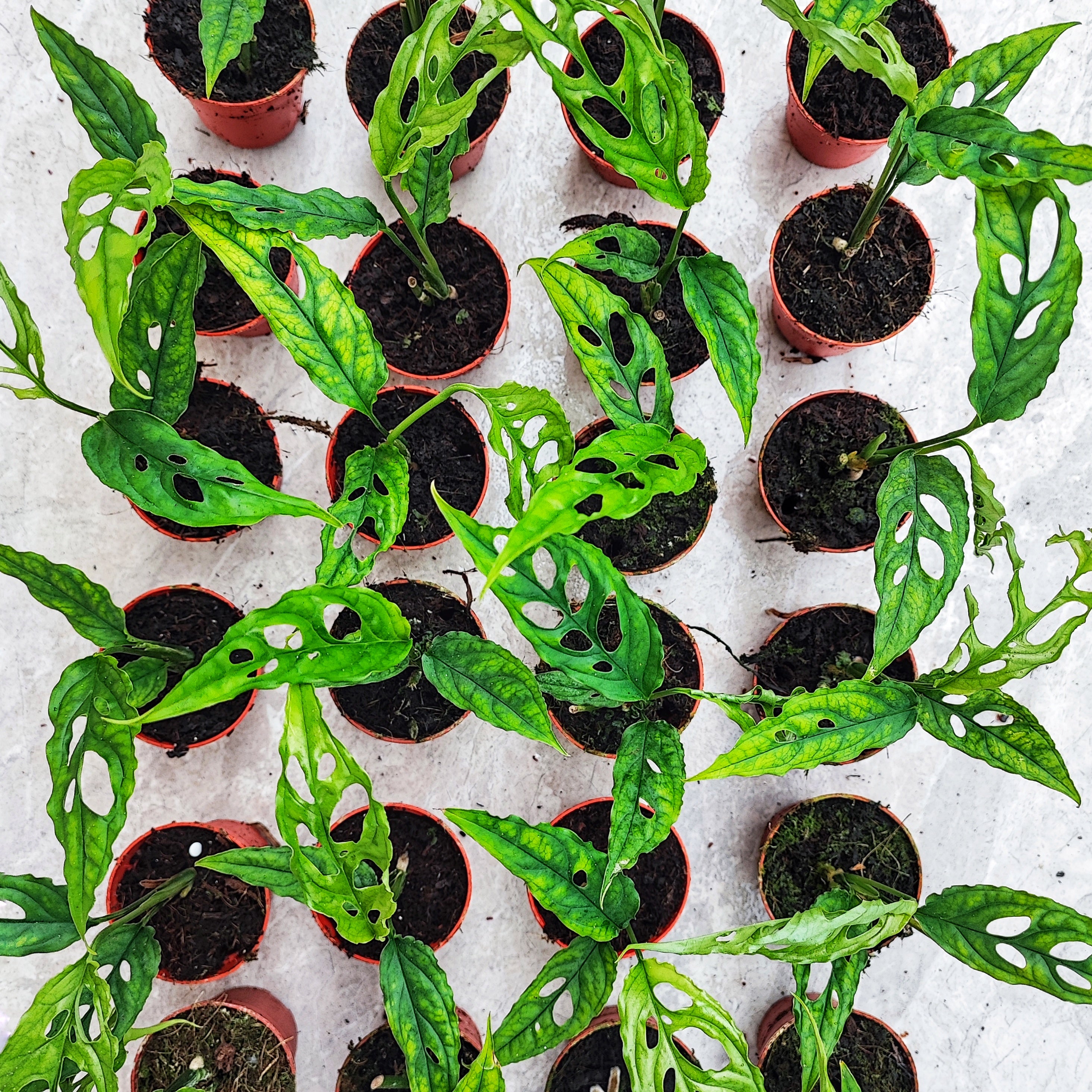 variegated monstera obliqua Monstera Obliqua Peru – Ultra perforated – Monjungle