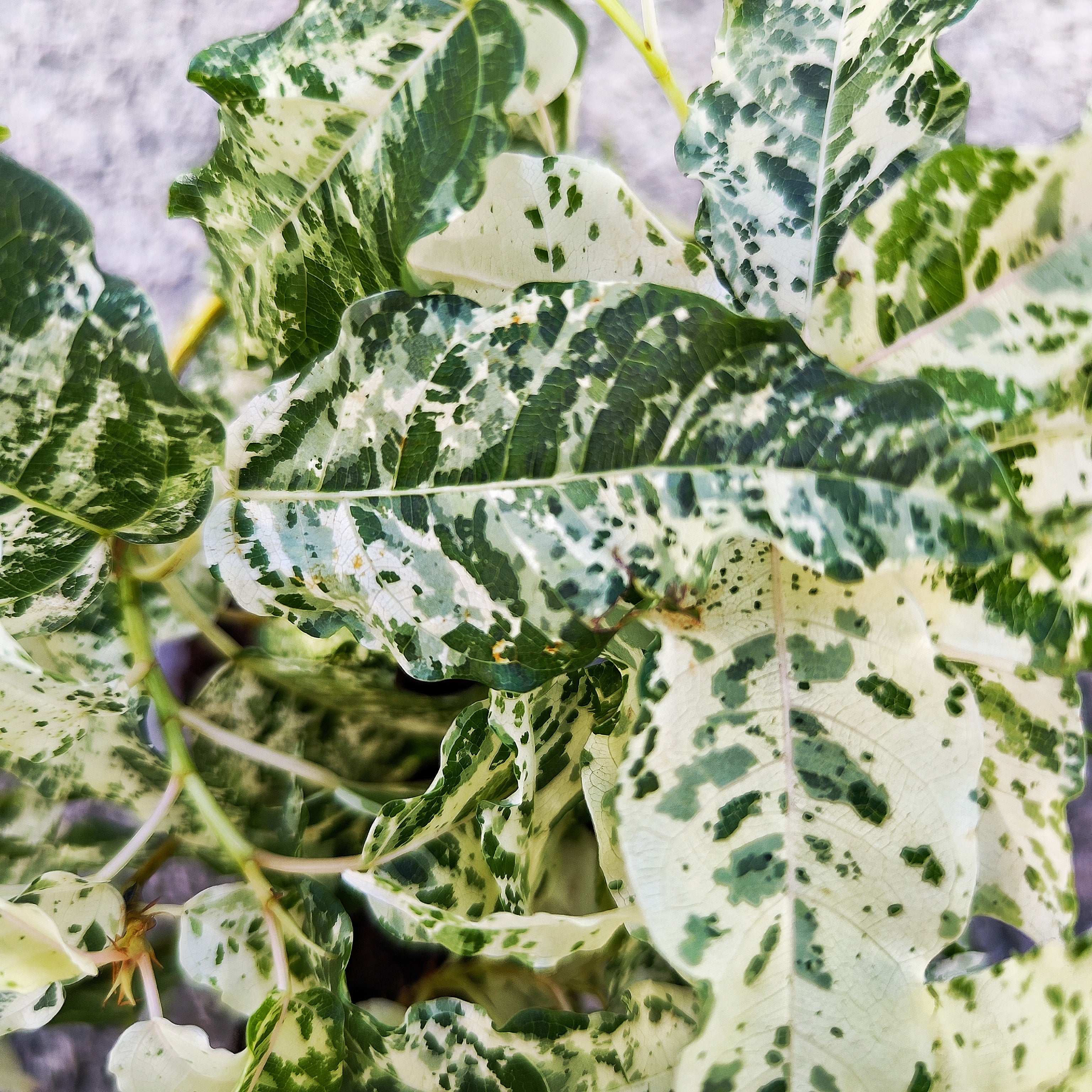 10+ Variegated Fig Tree Ficus Snowflake - Variegated Fig Tree – Monjungle