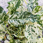 Ficus Blizzard / Snowflake S monjungle