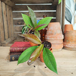 Hoya carnosa publicalyx bouture monjungle