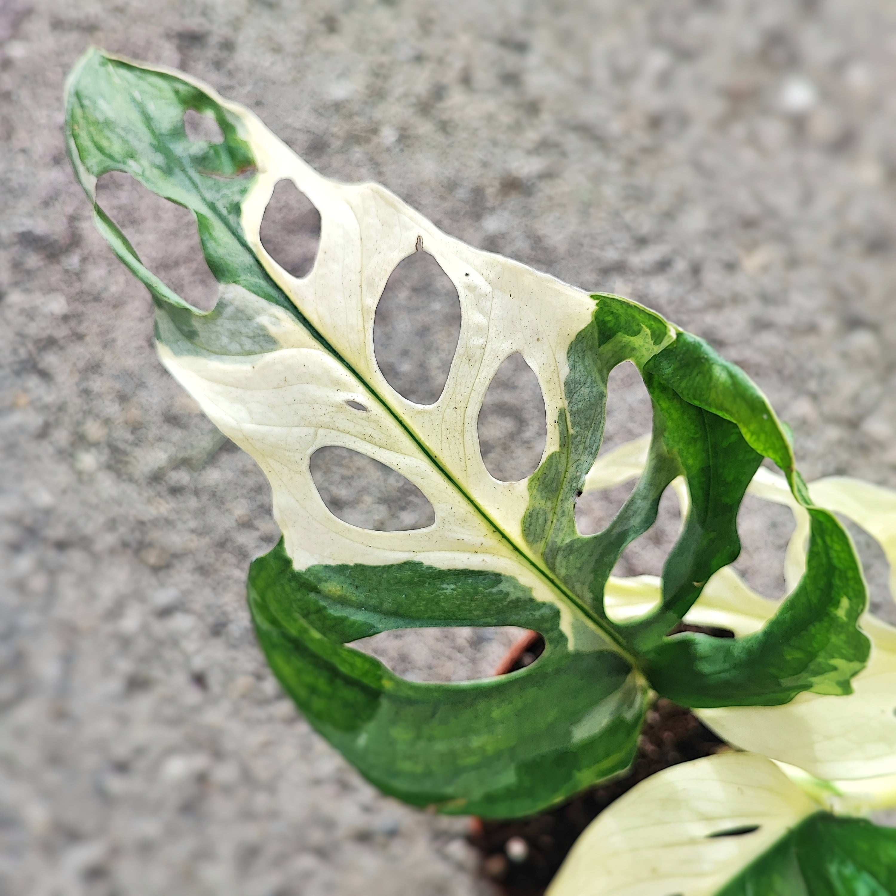 monstera adansonii tricolor Japanese tricolor Monstera adansonii – Monjungle