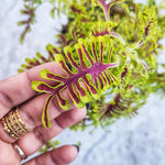 Coleus Plectranthus Skeleton monjungle