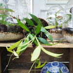 Hoya NoID sp. Sumatra monjungle