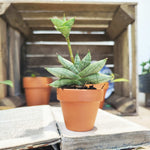 Sansevieria Cylindrica Boncel monjungle