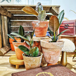 Lot de 4 Ficus Elastica – Doescheri, Black Knight, Robusta, Burgendy – Plantes d’intérieur rares et faciles d’entretien monjungle