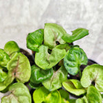 Syngonium Bob Allusion monjungle