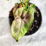 Syngonium Mickey Mouse monjungle