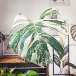 Monstera Deliciosa Variegata monjungle