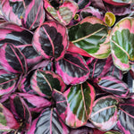 Calathea Princesse Jesse monjungle