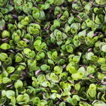 Callisia Turtle Bambino monjungle