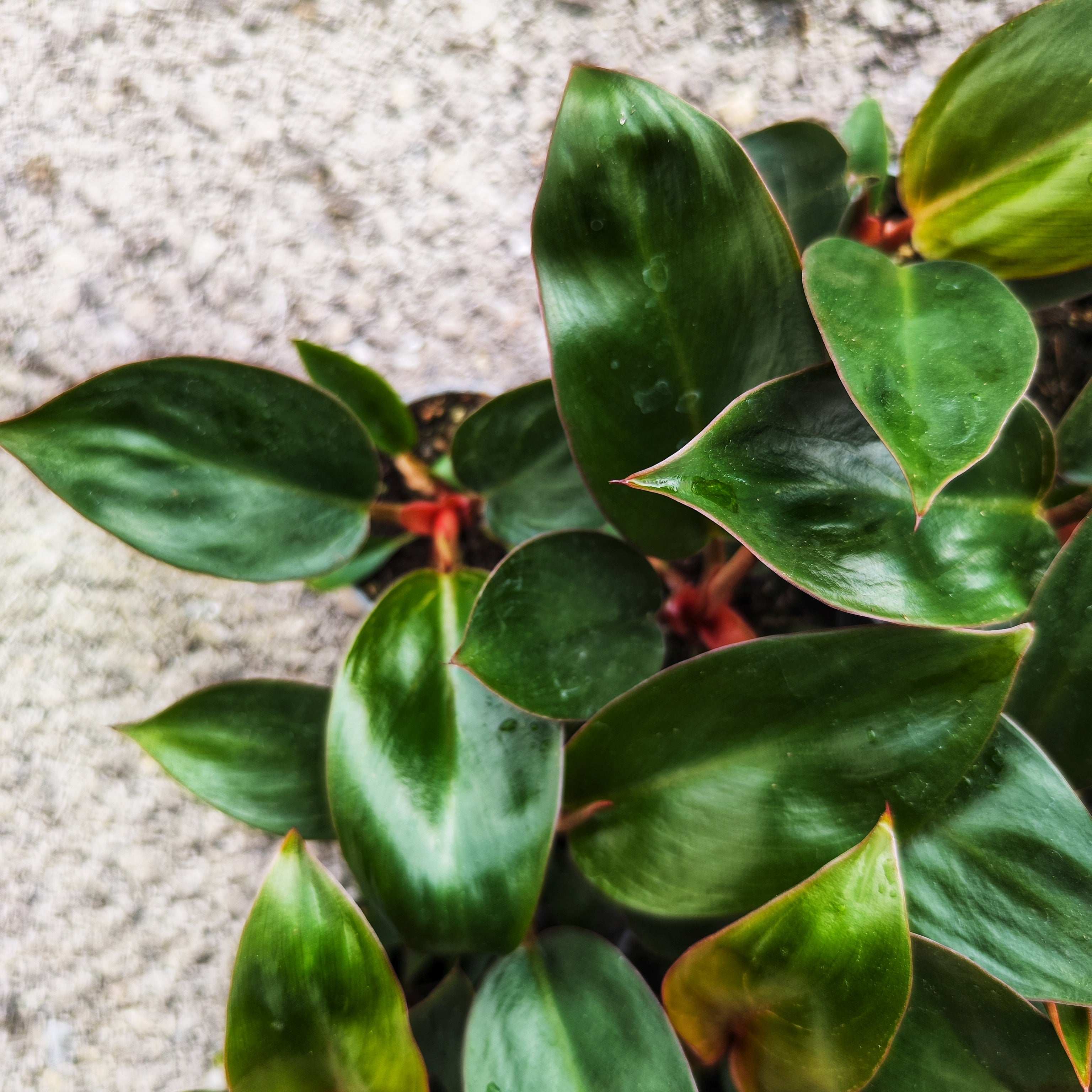 culture du philodendron congo feuilles Philodendron Rojo Congo