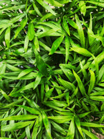 Chamaedorea elegans - Palmier nain d'intérieur purificateur d'air