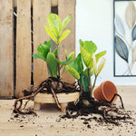 Zamioculcas zamiifolia Lucky White UNE TIGE monjungle