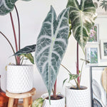 Alocasia Longiloba Silver XL monjungle