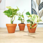 Lot de 3 Epipremnum Marble Queen, Happy leaf, n'joy monjungle
