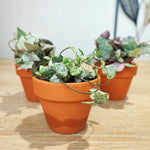 Lot de 3 ceropegia merel, ceropegia woodii pink et woodii pink variegated monjungle