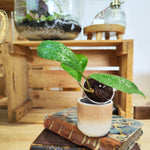 Hoya Finlaysonii 'Orabella'