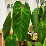 Anthurium Queremalense