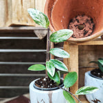 Aeschynanthus Lobbianus Variegata