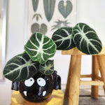 Alocasia Reginula 'Ninja' (S) – Mini Alocasia noir & compact