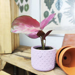 Calathea Silver Plate