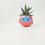 Ma première plante – Haworthia 🦓 en pot rigolo pour enfants 🌱