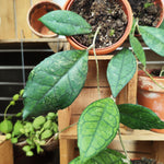 Hoya finlaysonii "Sarawak"