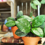 Hoya carnosa 'Tricolor' Callistophylla