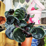 Geogenanthus ciliatus Midnight