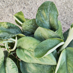 Scindapsus Silver CLOUD