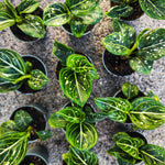 Aglaonema Tom's Pride – Élégance tropicale facile d'entretien
