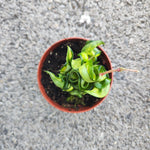 Hoya Compacta 'Mauna Loa'