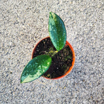 Hoya Silver Moon 'REVERTED'