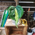 Philodendron CREAM SPLASH monjungle